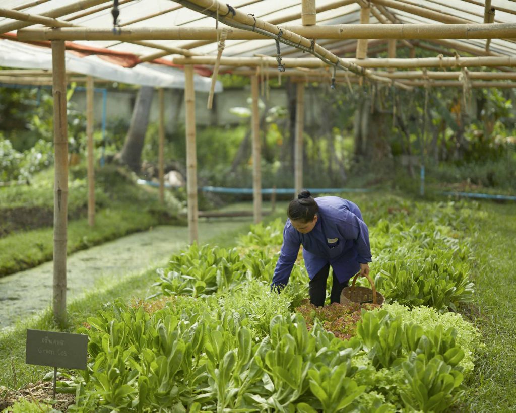 RXV แปลงผัก